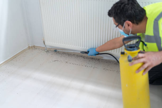 Reliable Webster Groves, MO Pest Control Solutions